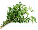Organic Curry Leaves | Organic Greens Karuvepillai - Image 2