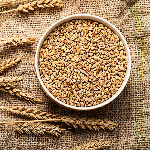 Organic Wheat - Image 3