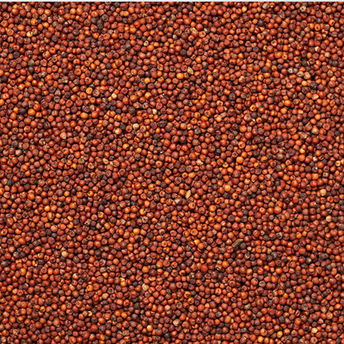 Ragi | Kezhvaragu | Madua | Finger millet - Image 4