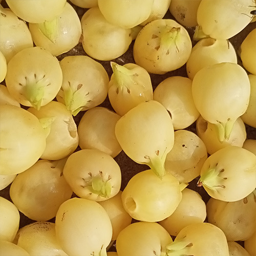 Cold Pressed Iluppai Ennai | Cold Pressed Mahua Oil - Image 3