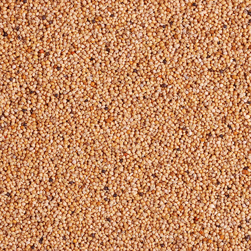 Proso Millet | Panivaragu - Image 3