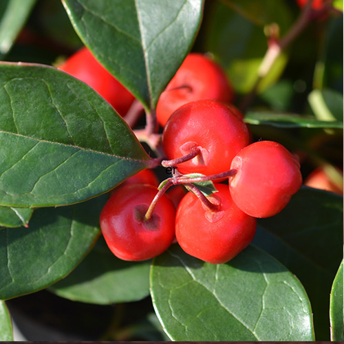 Wintergreen Oil - Image 3