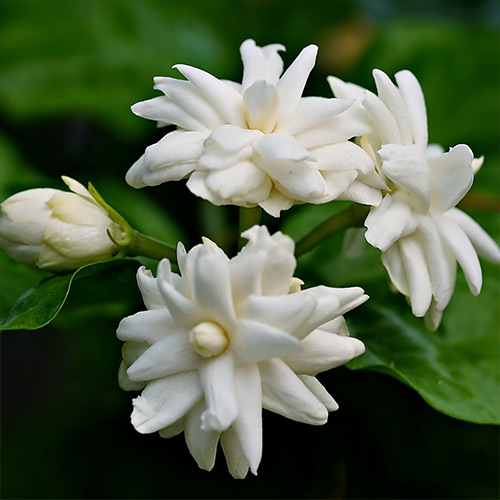 Jasmine Incense Sticks - Image 4