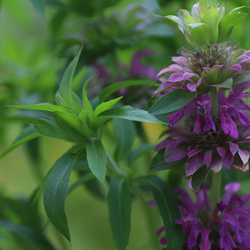 Citriodora Oil - Image 3