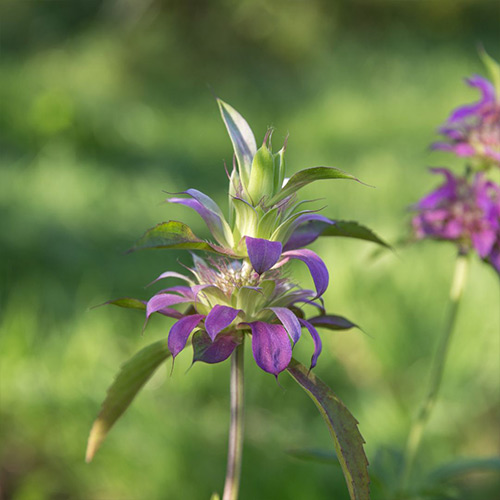 Citriodora Oil - Image 4