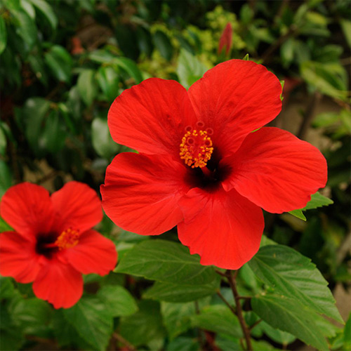 Organic Hibiscus Kombucha - Image 3