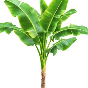 Organic Banana Plant
