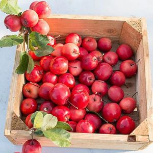 Organic Apple Mini
