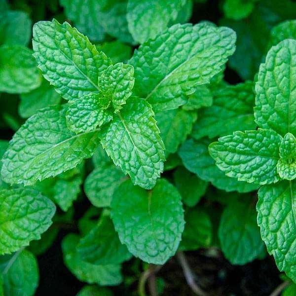 Organic Greens Fresh Peppermint