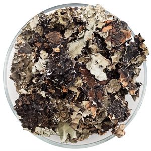 Kalpasi - Stone Flower