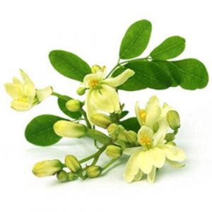 Organic Greens Murungai Poo