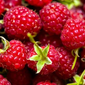 Organic Fresh Raspberry