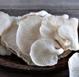 Organic Oyster Mushroom