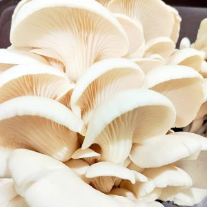 Organic Elm Oyster Mushroom