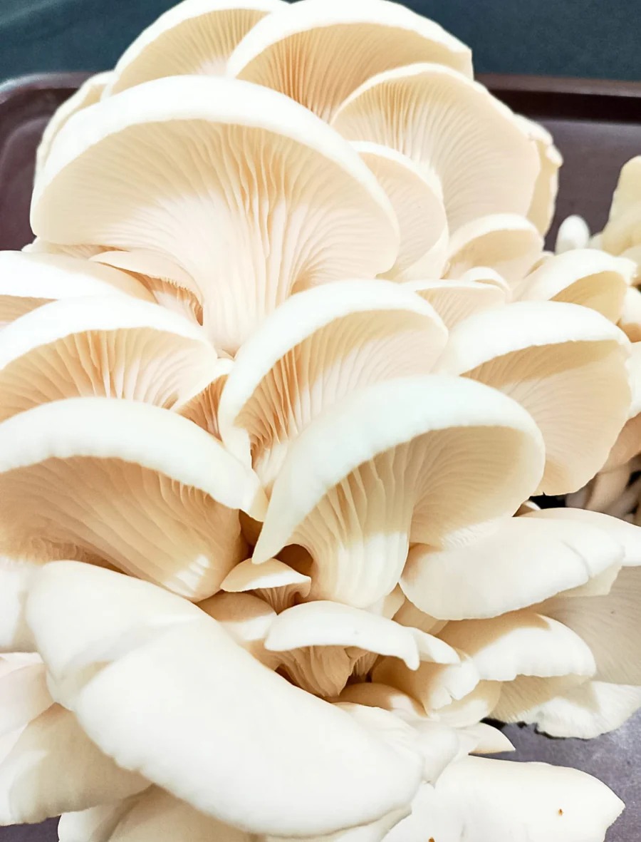 Organic Elm Oyster Mushroom
