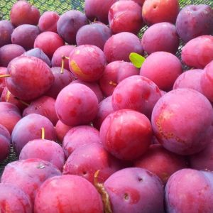 Organic Kodai Plums